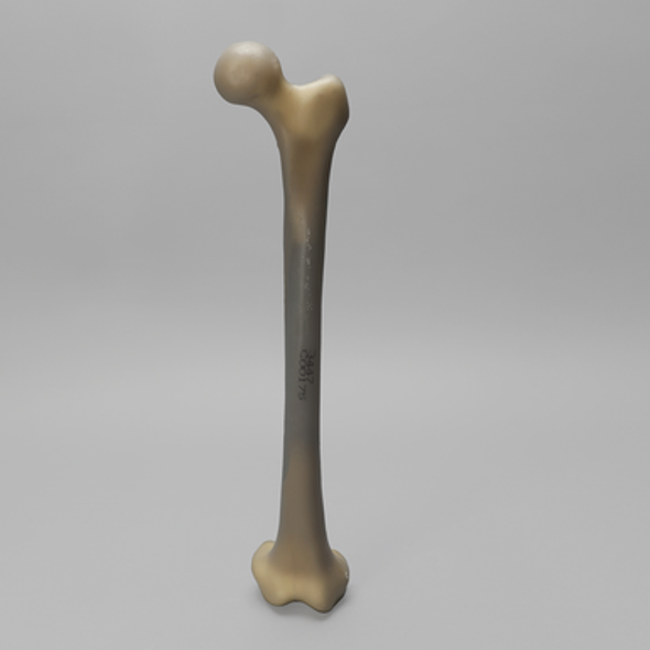 Femur with Average Asian Anatomical Attributes, absolute™ 4th Gen., 17 PCF Solid Foam Core