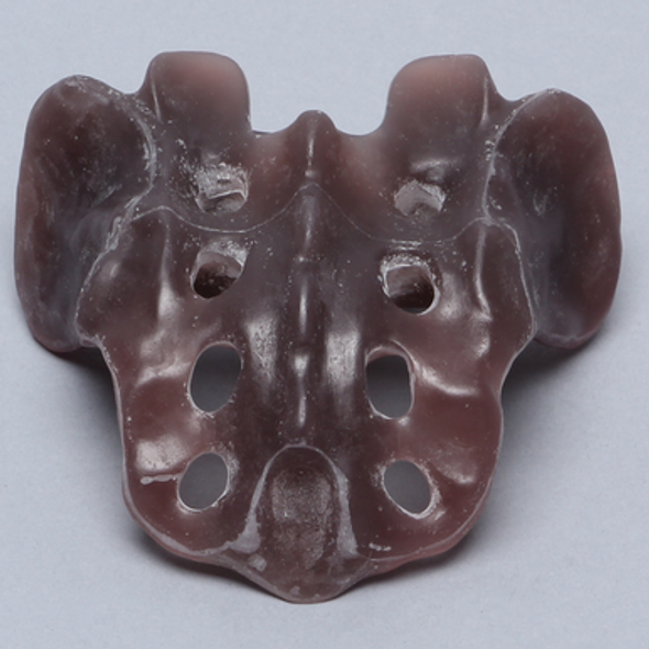 Sacrum, absolute™ 4th Gen., Large