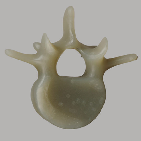 Lumbar L4, absolute™ 4th Gen., Large