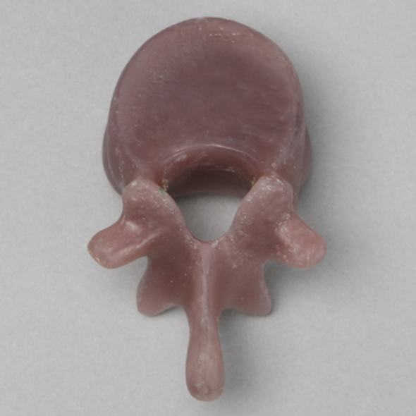 Thoracic T12, absolute™ 4th Gen., Large