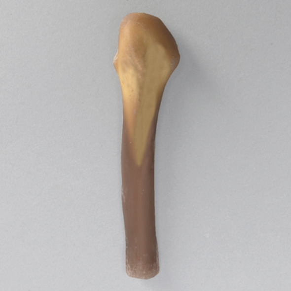 Distal Fibula, absolute™ 4th Gen., 17 PCF Solid Foam, Large