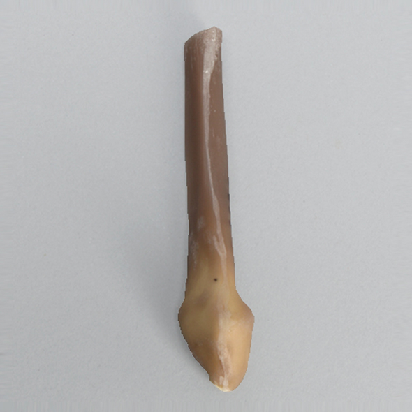 Distal Fibula, absolute™ 4th Gen., 17 PCF Solid Foam, Large