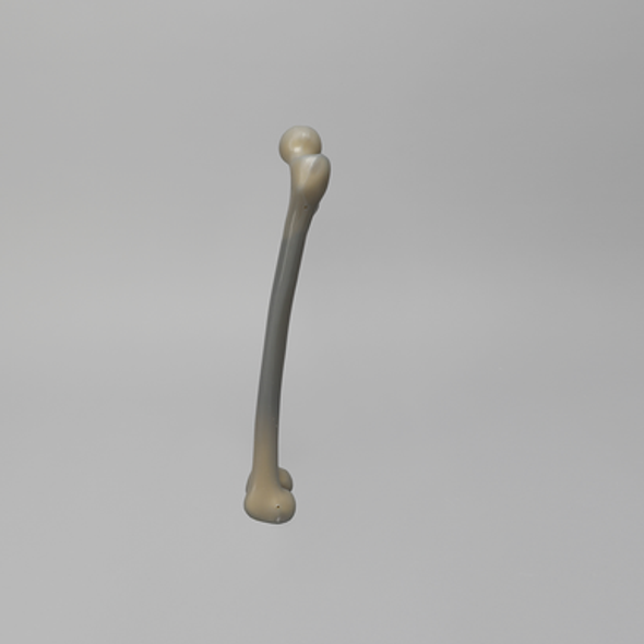 Femur, absolute™ 4th Gen., 17 PCF Solid Foam Cancellous, Small