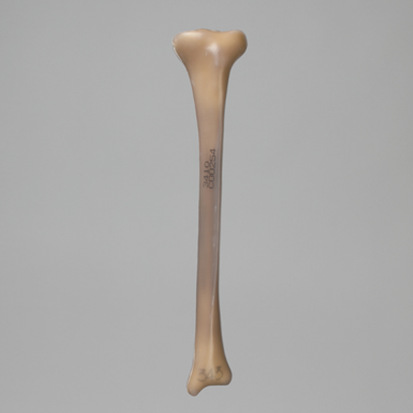 Tibia, absolute™ 4th Gen., 17 PCF Solid Foam Core, Small