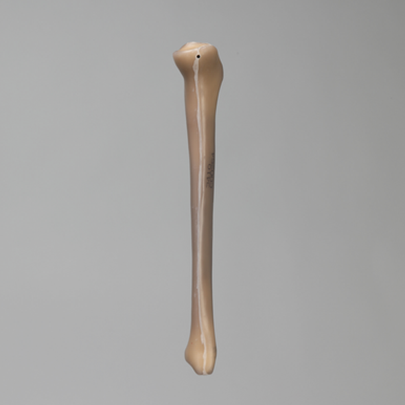 Tibia, absolute™ 4th Gen., 17 PCF Solid Foam Core, Small