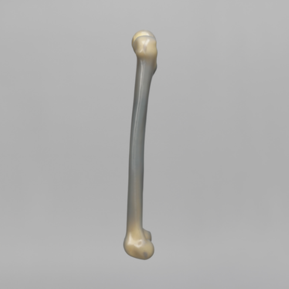 Femur, absolute™ 4th Gen., 17 PCF Solid Foam Cancellous, Large with Distal Cross Pin Filled