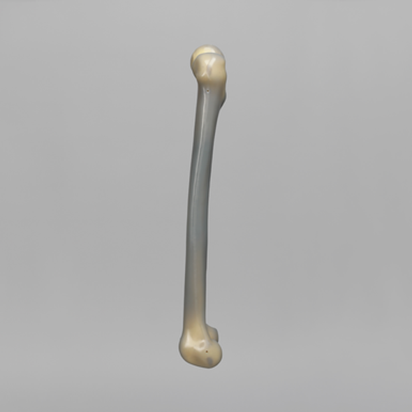 Femur, absolute™ 4th Gen., 17 PCF Solid Foam Cancellous, Large
