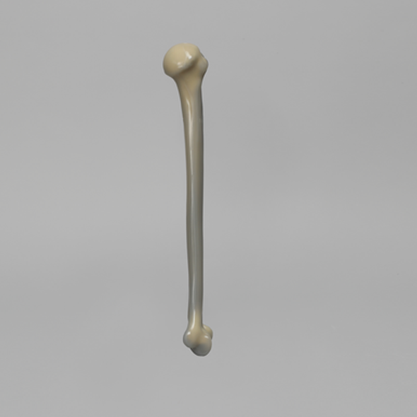 Humerus, absolute™ 4th Gen., 10 PCF Solid Foam Core, Large