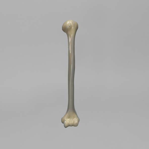 Humerus, absolute™ 4th Gen., 17 PCF Solid Foam Core, Large