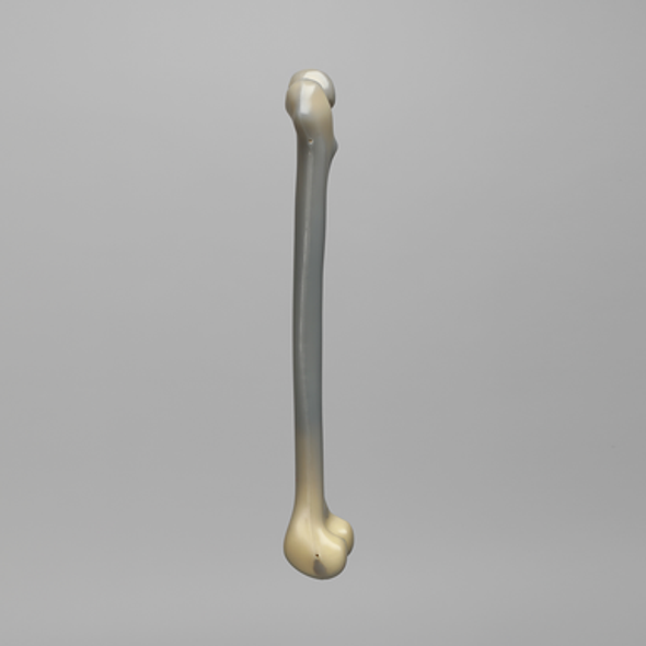 Femur, absolute™ 4th Gen., 10 PCF Solid Foam Cancellous, Medium