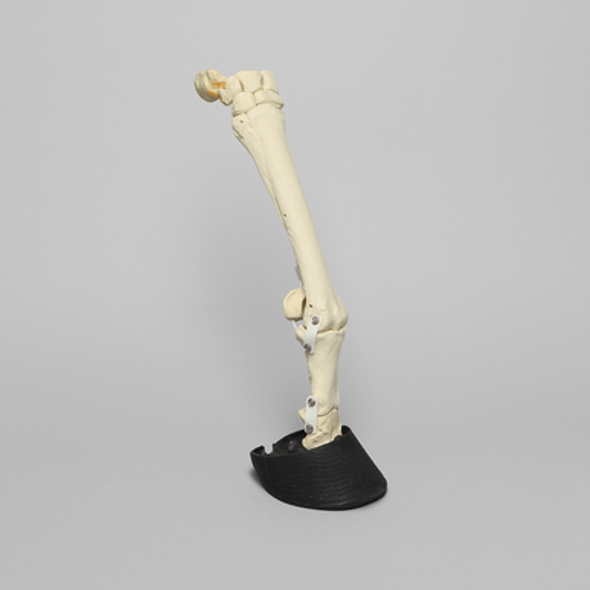 Equine Joint, Carpal Bone Set