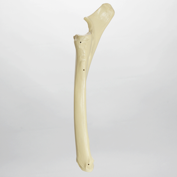 Equine Radius and Ulna, Foam Cortical Shell, Right