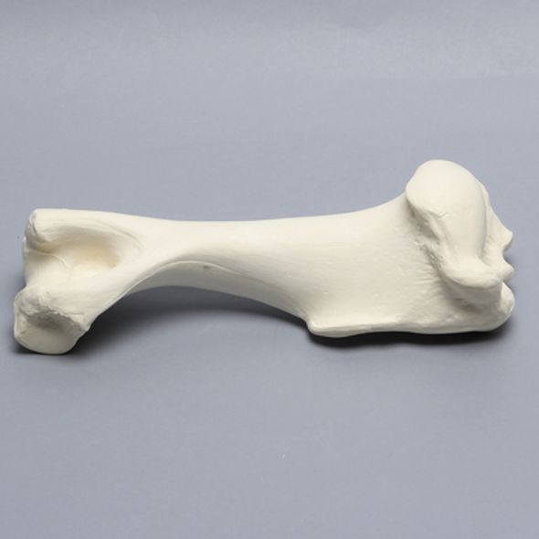 Equine Humerus, Solid Foam, Right