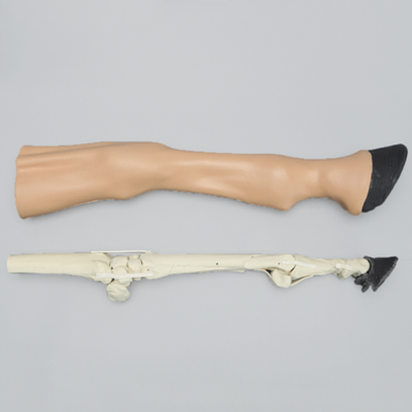 Equine Encased Distal Thoracic Limb with Carpal and Phalanx Fractures