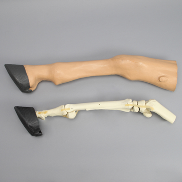 Equine Encased Distal Thoracic Limb