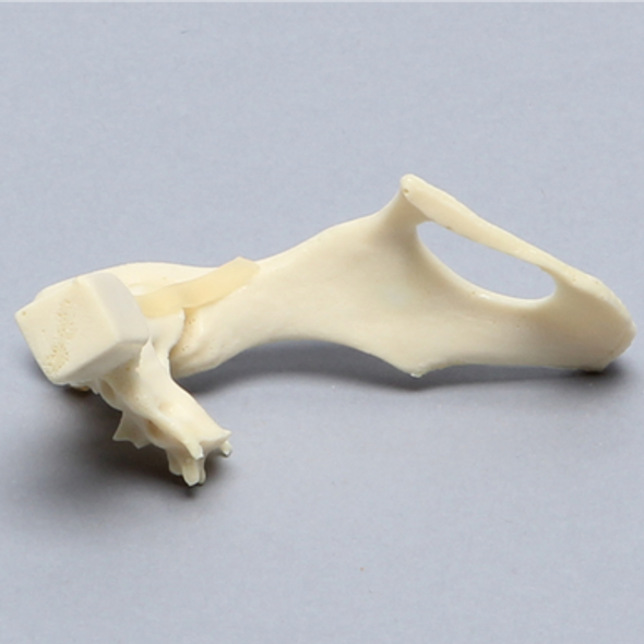 Feline Hemi Pelvis with Sacrum and Luxation