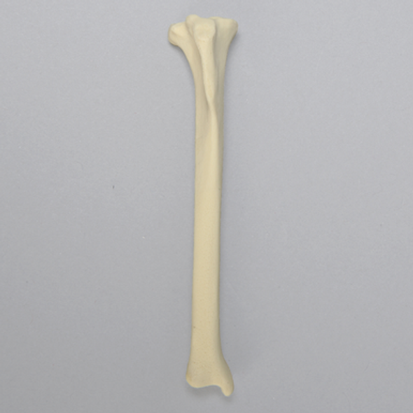 Feline Tibia, Solid foam, Left