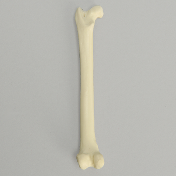 Feline Femur with Canal