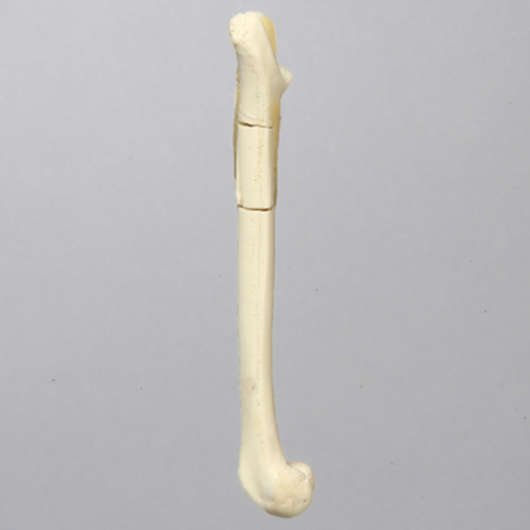 Feline Femur with Multiple Fractures and Vise Attachment