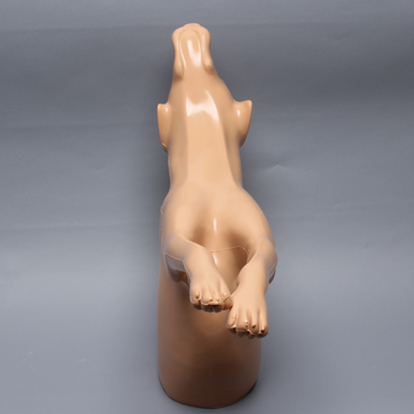 Canine Anterior Section