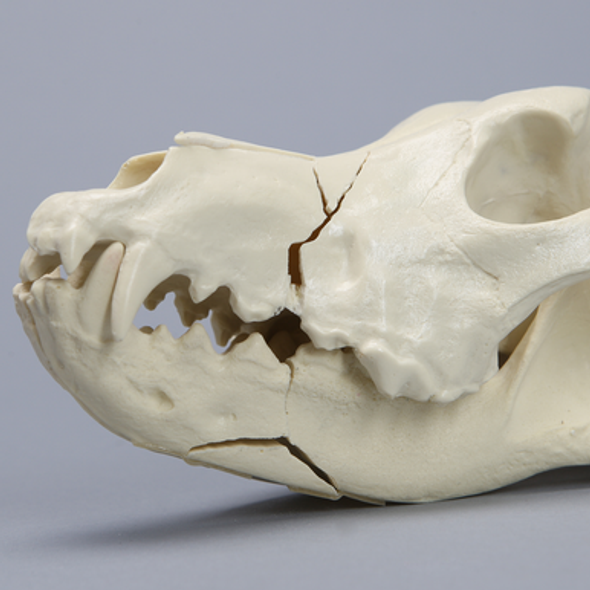 Canine Full Skull with Rostral and Mandibular Fractures