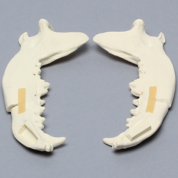 Canine Mandible, Split with Fractures