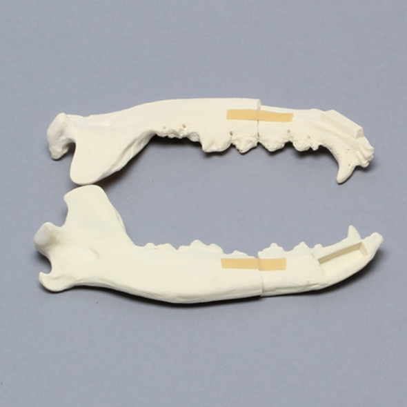 Canine Mandible, Split with Fractures