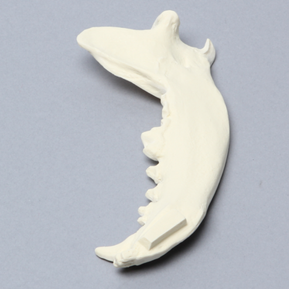 Canine Mandible, Solid Foam, Right