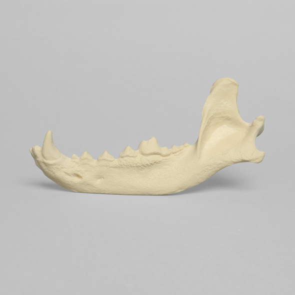 Canine Mandible, Solid Foam, Left