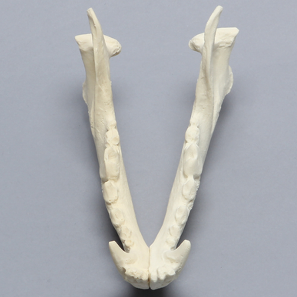 Canine Mandible, Solid Foam