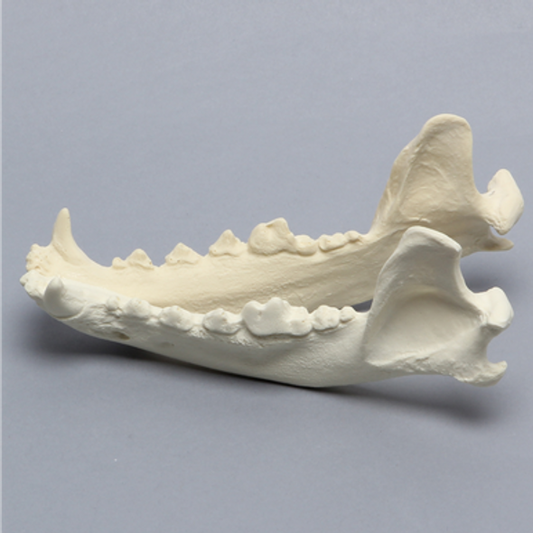 Canine Mandible, Solid Foam