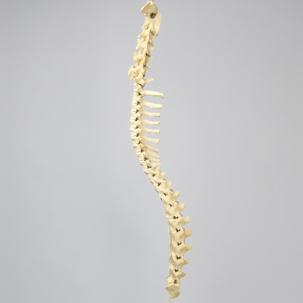 Canine Full Spine, C1 to Sacrum
