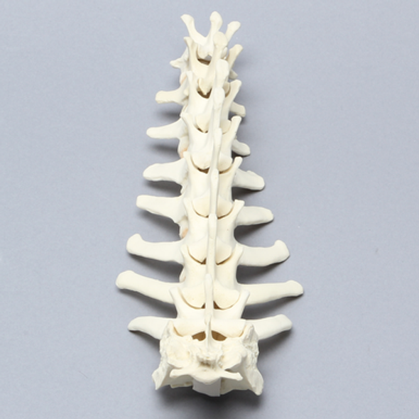 Canine Lumbar Vertebrae, Solid Foam