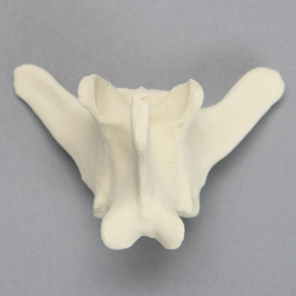Canine Vertebra, L4, Solid Foam