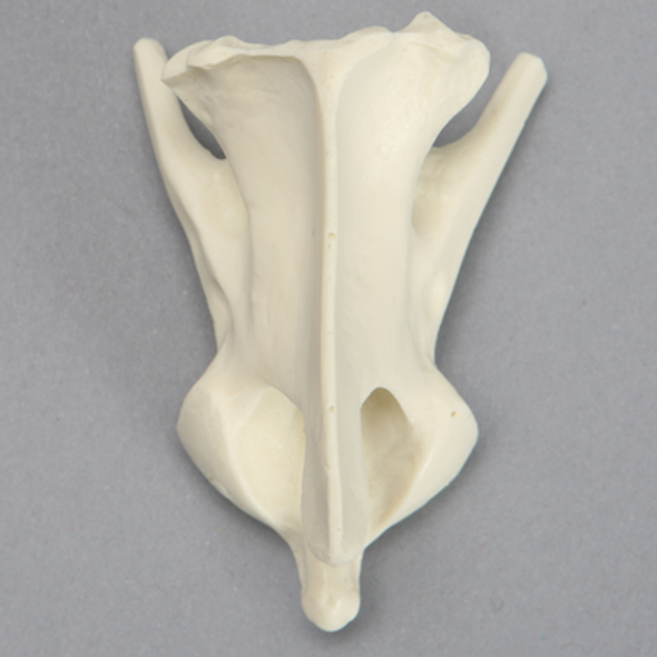 Canine Vertebra, C2, Solid Foam