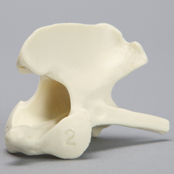 Canine Vertebra, C2, Solid Foam