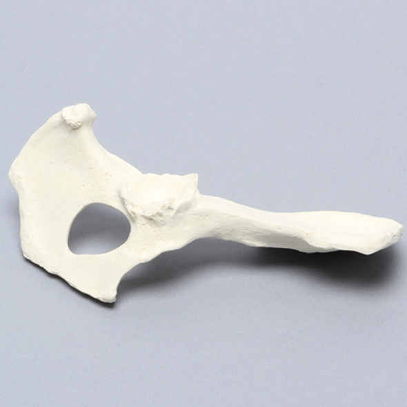 Canine Hemi Pelvis with Dysplasia, Right