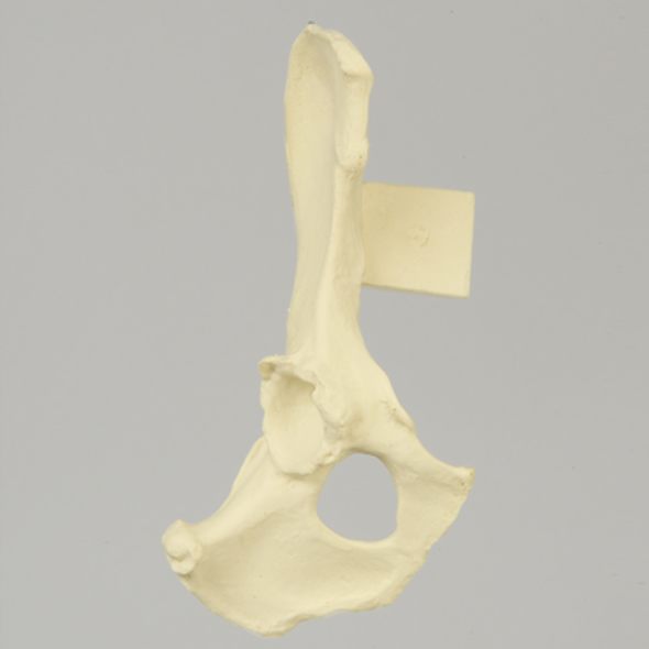 Canine Hemi Pelvis with Dysplasia and Vise Attachment, Right