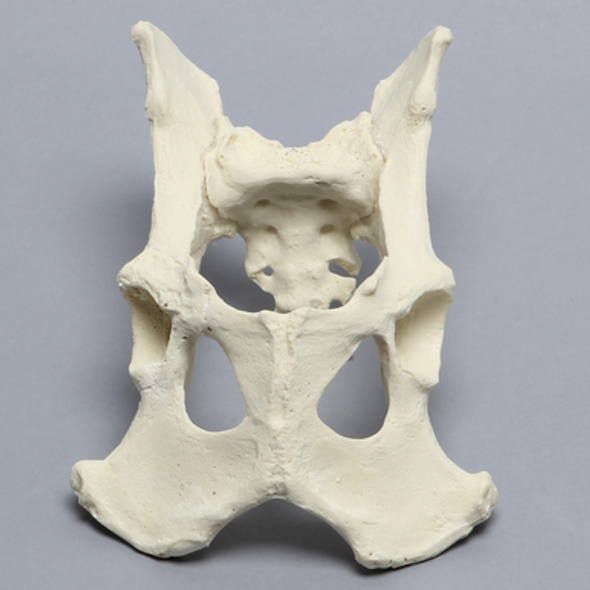 Canine Full Pelvis and Sacrum