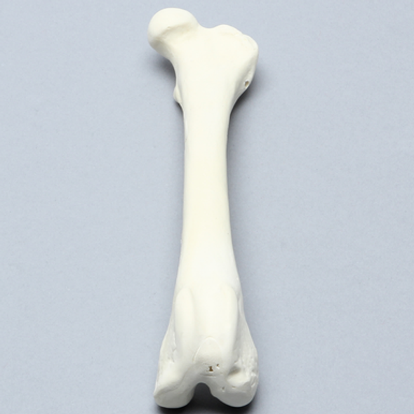 Canine Femur, Foam Cortical Shell