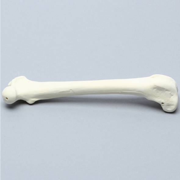 Canine Femur, Foam Cortical Shell