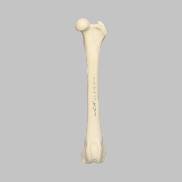 Canine Femur, Foam Cortical Shell