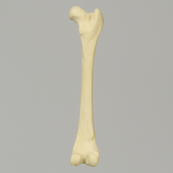 Canine Toy Breed Femur, Right