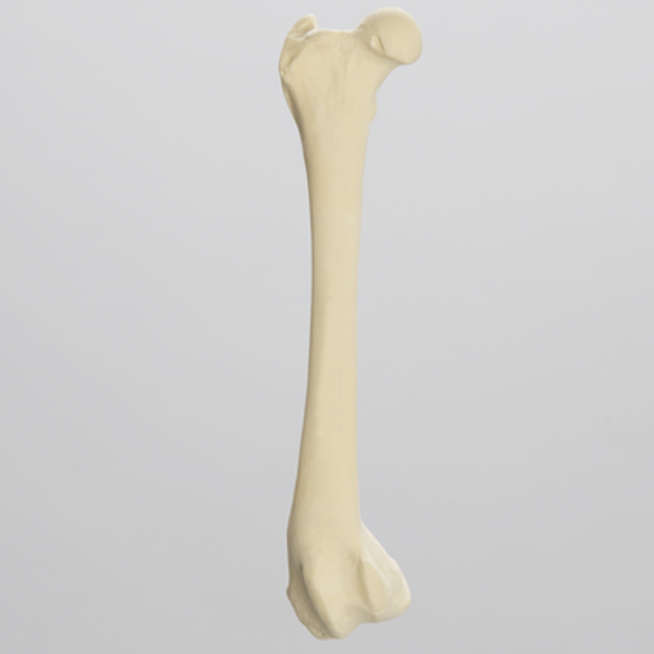 Canine Femur with Varus Deformity