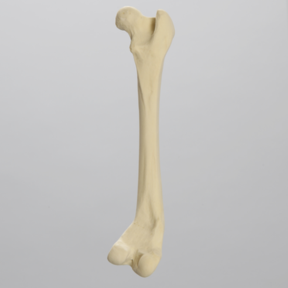 Canine Femur with Varus Deformity