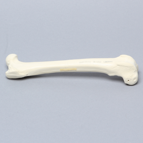 Canine Femur with Midshaft Transverse Fracture
