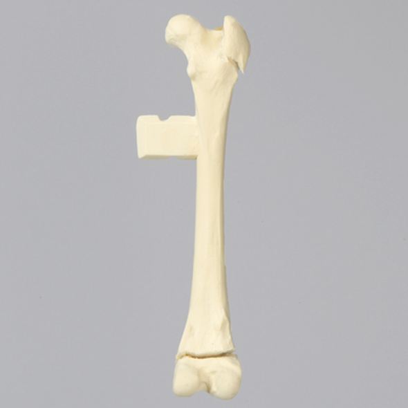 Canine Femur with Distal Salter-Harris Fracture