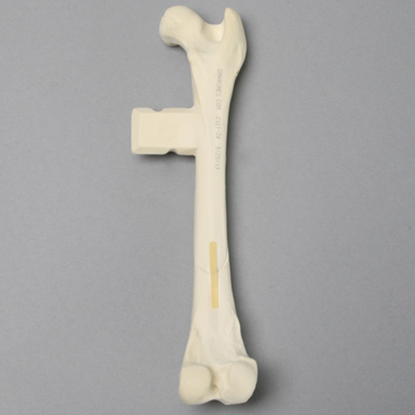 Canine Femur with Short Oblique Fracture