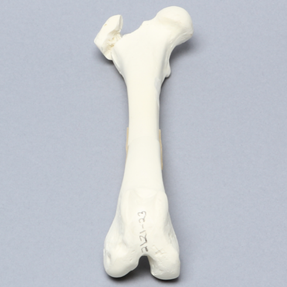 Canine Femur with Greater Trochanteric Fractures, Foam Cortical