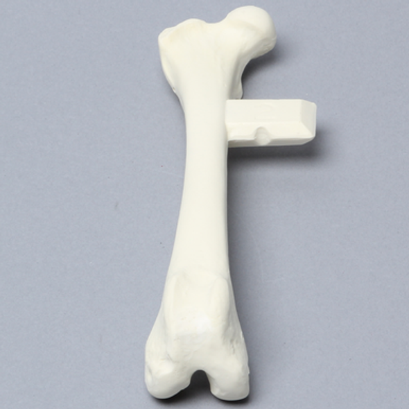 Canine Femur with Vise Attachment, Right
